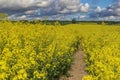 Beautiful road in the yellow rapeseed field Royalty Free Stock Photo