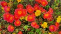 Beautiful roadside flowers There are both red, yellow, orange. Propagated by cuttings.