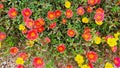 Beautiful roadside flowers There are both red, yellow, orange. Propagated by cuttings.