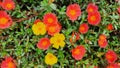 Beautiful roadside flowers There are both red, yellow, orange. Propagated by cuttings.