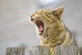 Beautiful roaring Cat