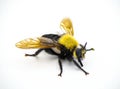 Beautiful robber fly - Laphria virginica - a bumble bee mimic species that preys on bugs and insects. Found in Woodlands, pine or