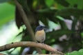 beautiful robin bird in srilanka