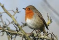 A beautiful Robin, Erithacus rubecula, perched on a branch of a Hawthorn tree. Royalty Free Stock Photo