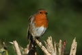 A beautiful Robin, Erithacus rubecula, perching on a branch in a tree. Royalty Free Stock Photo