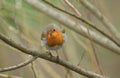 A beautiful Robin, Erithacus rubecula, perching on a branch in a tree. Royalty Free Stock Photo