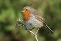 A beautiful A beautiful Robin, Erithacus rubecula, perching on a twig.