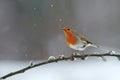 Beautiful robin, Erithacus rubecula, under a snowfall Royalty Free Stock Photo