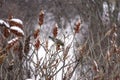 Beautiful robin red breast bird perched in red winter branches d Royalty Free Stock Photo