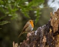 A beautiful robin singing in the park