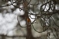 A beautiful robin redbreast bird singing in the treetops near to Oss, Netherlands Royalty Free Stock Photo