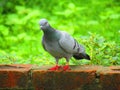 Rock dove or rock pigeon or common pigeon Columba livia is a member of the bird family Columbidae.