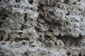 Beautiful rock texture, stone with holes. Grey petrified coral reefs. Coastal rocks concept. Natural texture, rocky Royalty Free Stock Photo