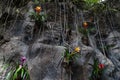 Beautiful rocks with colorful plants. Guzmania lingulata Royalty Free Stock Photo