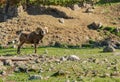 Beautiful rocky mountain bighorn sheep ram in natural habitat Royalty Free Stock Photo