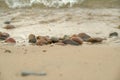 Beautiful rocky sea shore with driftwood trees trunks at sunrise or sunset. Baltic sea shore