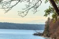 Shore line with trres and driftwood in washington state Royalty Free Stock Photo