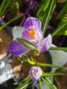 Beautiful ÃÂ¡rocus flower in the greenhouse close-up Crocoideae plant