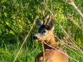 Beautiful Roe deer buck standing in the sun in long green grass in summer Royalty Free Stock Photo