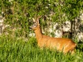 Beautiful Roe deer buck standing in the sun in long green grass in summer Royalty Free Stock Photo