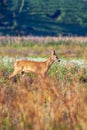 Beautiful Roe deer buck walking on a flowering summer meadow Royalty Free Stock Photo