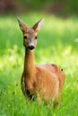 Beautiful roe deer doe standing on meadow in the summer. Royalty Free Stock Photo