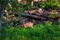 Beautiful roe deer at glen in forest.