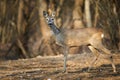 Roe deer in the forest Royalty Free Stock Photo