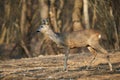 Roe deer in the forest Royalty Free Stock Photo