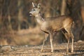 Roe deer in the forest Royalty Free Stock Photo