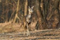 Roe deer in the forest Royalty Free Stock Photo