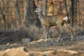 Roe deer in the forest Royalty Free Stock Photo