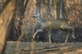 Roe deer in the forest Royalty Free Stock Photo