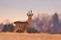 A beautiful roebuck stands on the horizon Royalty Free Stock Photo