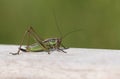 A beautiful Roesel`s Bush-Cricket, Metrioptera roeselii, perching on wood.
