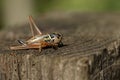 A beautiful Roesel`s Bush-Cricket, Metrioptera roeselii, perching on a wooden fence post. Royalty Free Stock Photo