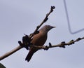 Beautiful rofous babbler bird sitted of the top of the tree