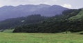 Beautiful rolling grassland and pine forest at 9th mile view point near ooty