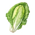 beautiful Romaine Lettuce watercolor Vegetable clipart illustration