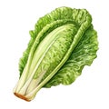 beautiful Romaine Lettuce watercolor Vegetable clipart illustration