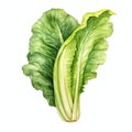 beautiful Romaine Lettuce watercolor Vegetable clipart illustration