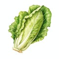 beautiful Romaine Lettuce watercolor Vegetable clipart illustration