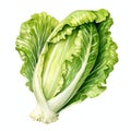 beautiful Romaine Lettuce watercolor Vegetable clipart illustration