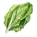 beautiful Romaine Lettuce watercolor Vegetable clipart illustration