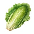 beautiful Romaine Lettuce watercolor Vegetable clipart illustration