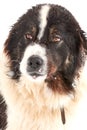 Portrait of a spectacular Carpathian Shepherd dog during snowfall in a mountain village Royalty Free Stock Photo