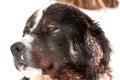 Portrait of a spectacular Carpathian Shepherd dog during snowfall in a mountain village Royalty Free Stock Photo