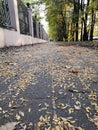 Beautiful romantic alley in a park with colorful trees, autumn landscape