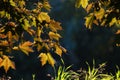 Beautiful romantic autumn season trees with yellow maple leaves