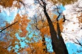 Beautiful romantic autumn season trees with yellow maple leaves